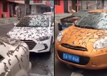 Penjelasan Scientific terkait Fenomena Hujan Cacing di China