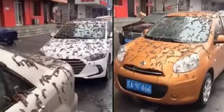 Penjelasan Scientific terkait Fenomena Hujan Cacing di China