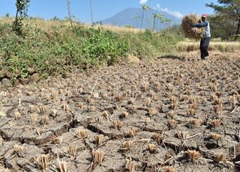 Siap-siap! Pertengahan April Wilayah Jateng Sudah Masuk Musim Kemarau