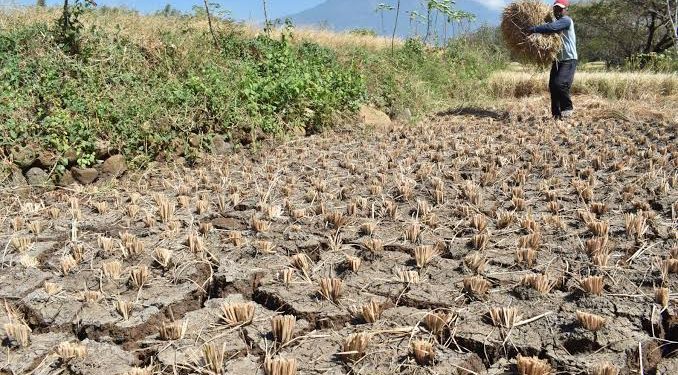 Siap-siap! Pertengahan April Wilayah Jateng Sudah Masuk Musim Kemarau