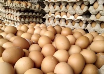 Produksi Telur Ayam Meningkat, Pinsar Temanggung Jamin Stok Aman hingga Lebaran 2023