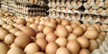 Produksi Telur Ayam Meningkat, Pinsar Temanggung Jamin Stok Aman hingga Lebaran 2023