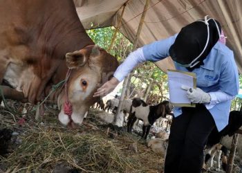 Cegah PMK, Pemkab Kudus Perketat Lalu Lintas Ternak