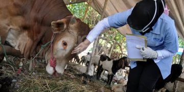 Cegah PMK, Pemkab Kudus Perketat Lalu Lintas Ternak