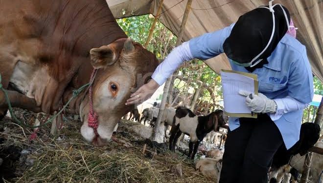 Cegah PMK, Pemkab Kudus Perketat Lalu Lintas Ternak