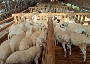 Bentuk BUMP, Peternak Domba Temanggung Didominasi Pemuda