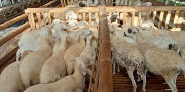 Bentuk BUMP, Peternak Domba Temanggung Didominasi Pemuda