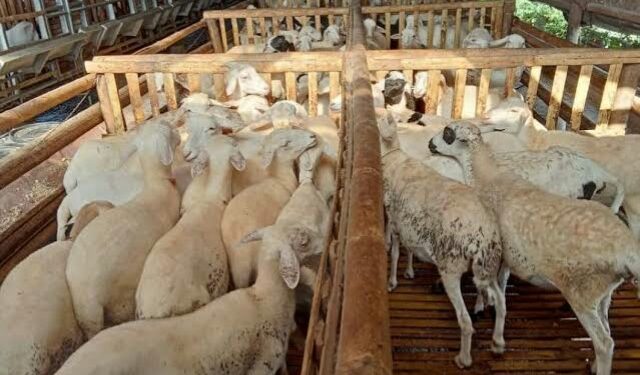 Bentuk BUMP, Peternak Domba Temanggung Didominasi Pemuda