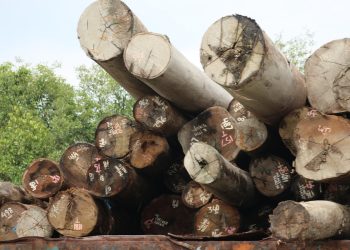 Tertinggi di Triwulan I Menurut Data OSS, Investasi Industri Kayu Jepara Capai Rp 295,6 Miliar