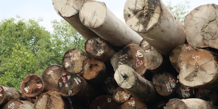 Tertinggi di Triwulan I Menurut Data OSS, Investasi Industri Kayu Jepara Capai Rp 295,6 Miliar