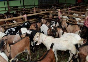 Pemkab Jepara Usulkan Proyek Budidaya Kambing/Domba Jinggotan di Invesment Challenge 2023