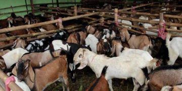 Pemkab Jepara Usulkan Proyek Budidaya Kambing/Domba Jinggotan di Invesment Challenge 2023