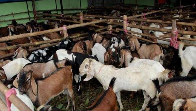 Pemkab Jepara Usulkan Proyek Budidaya Kambing/Domba Jinggotan di Invesment Challenge 2023