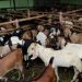 Pemkab Jepara Usulkan Proyek Budidaya Kambing/Domba Jinggotan di Invesment Challenge 2023