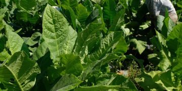 RUU Kesehatan Sebut Tembakau sebagai Zat Adiktif, Bupati Temanggung: Belum Ada Studi Langsung ke Sini