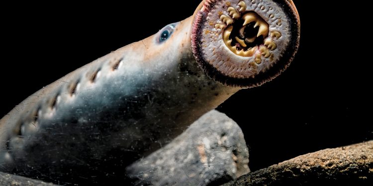 Akibat Pandemi Covid-19, Populasi Belut Vampir Purba Tak Terkendali