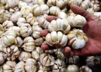 Indonesia Gencar Impor Bawang Putih dan Garam, Kenapa?