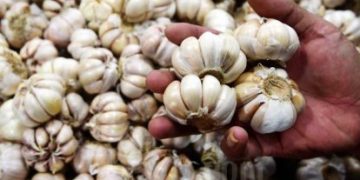 Indonesia Gencar Impor Bawang Putih dan Garam, Kenapa?