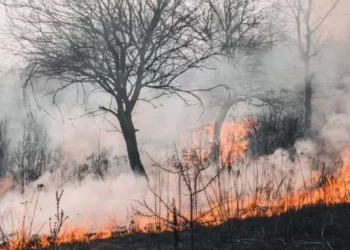 Besok Cuaca Makin Panas, BKMG Peringatkan Wilayah Ini Rawan Terbakar