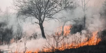 Besok Cuaca Makin Panas, BKMG Peringatkan Wilayah Ini Rawan Terbakar
