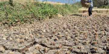 BMKG: Kemarau Kering RI Berakhir Bulan Ini