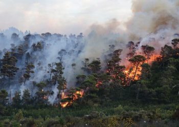 Lereng Gunung Merbabu Terbakar, Api Meluas Sampai Puncak