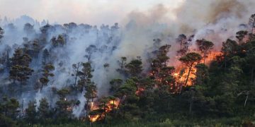 Lereng Gunung Merbabu Terbakar, Api Meluas Sampai Puncak