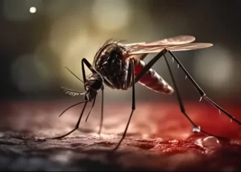 Mengenal Nyamuk Wolbachia yang Digunakan Pemerintah untuk Tekan Angka DBD