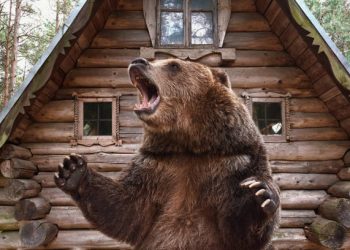 Masuk ke Resor Mewah di AS, Seekor Beruang Disuntik Mati Petugas