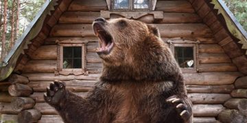 Masuk ke Resor Mewah di AS, Seekor Beruang Disuntik Mati Petugas