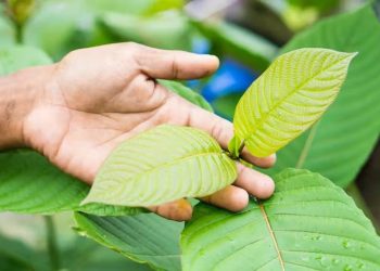 BNN Angkat Bicara Soal Peluang Ekspor Kratom