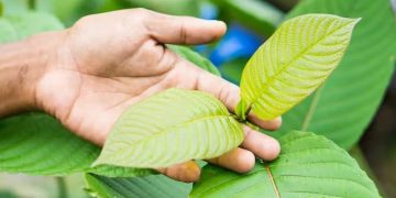 BNN Angkat Bicara Soal Peluang Ekspor Kratom