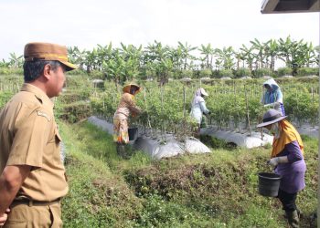 Harga Cabai di Temanggung Turun, Petani Ungkap Tantangan Olah Lahan di Musim Hujan