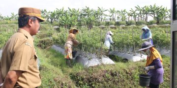 Harga Cabai di Temanggung Turun, Petani Ungkap Tantangan Olah Lahan di Musim Hujan