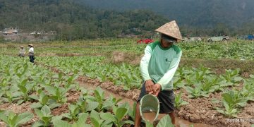 Penyebab Pupuk Subsidi Hilang dari Pasaran Kabupaten Magelang