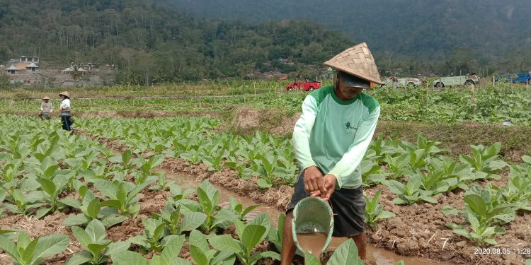Penyebab Pupuk Subsidi Hilang dari Pasaran Kabupaten Magelang