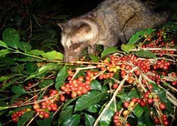 PETA Soroti Produksi Kopi Luwak di Bali, Minta Turis Tak Lagi Konsumsi