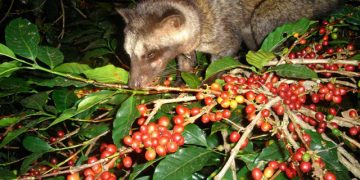 PETA Soroti Produksi Kopi Luwak di Bali, Minta Turis Tak Lagi Konsumsi