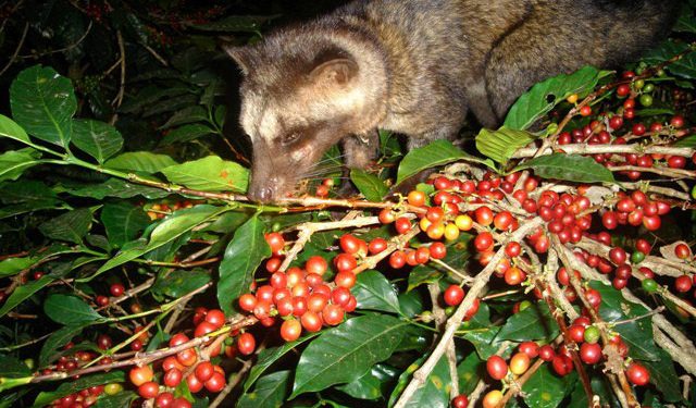 PETA Soroti Produksi Kopi Luwak di Bali, Minta Turis Tak Lagi Konsumsi
