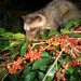 PETA Soroti Produksi Kopi Luwak di Bali, Minta Turis Tak Lagi Konsumsi