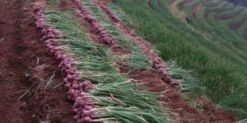 Wilayah Temanggung Berpotensi Jadi Sentra Budi Daya Bawang merah