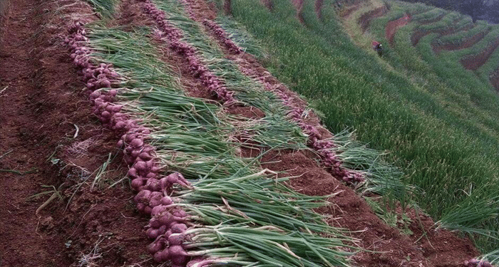 Wilayah Temanggung Berpotensi Jadi Sentra Budi Daya Bawang merah