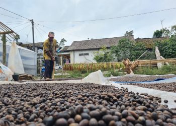 Panen Raya Kopi Arabika di Lereng Merapi Capai 8 Ton