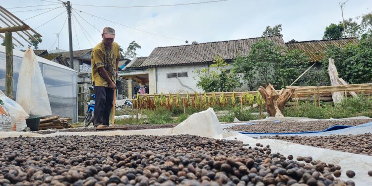 Panen Raya Kopi Arabika di Lereng Merapi Capai 8 Ton