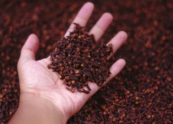 Jelang Panen Raya, Harga Cengkih di Magelang Tinggi