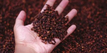 Jelang Panen Raya, Harga Cengkih di Magelang Tinggi