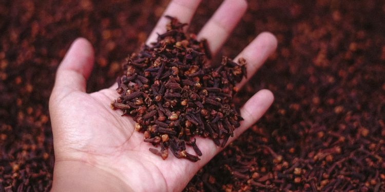 Jelang Panen Raya, Harga Cengkih di Magelang Tinggi