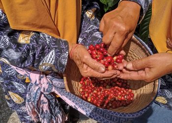 Dishanpan Jateng: Minat Petani untuk Budidaya Tanaman Organik Makin Tinggi