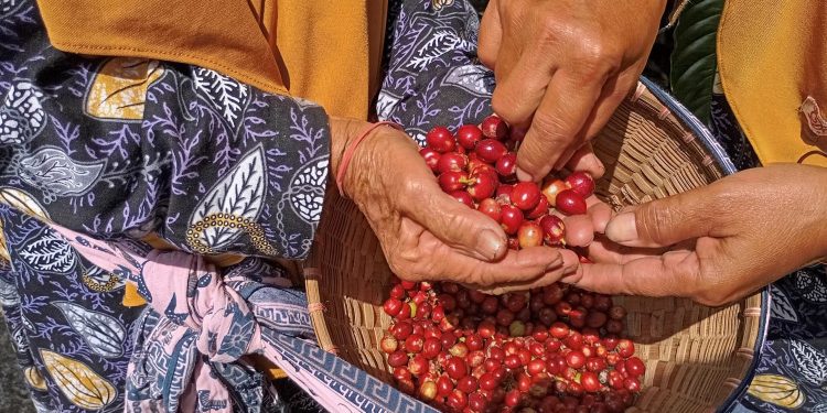 Dishanpan Jateng: Minat Petani untuk Budidaya Tanaman Organik Makin Tinggi