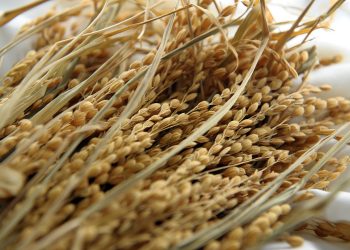 Negara-negara Asia Berlomba Ciptakan Varietas Padi Tahan Iklim